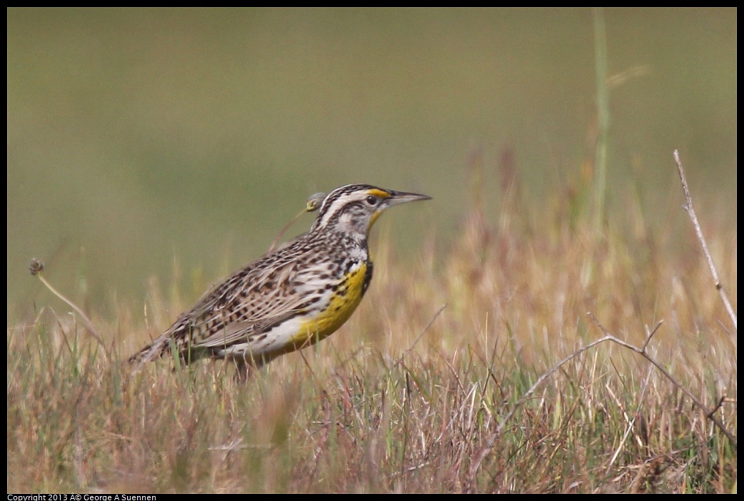 0222-094551-03.jpg - Western Meadowlark