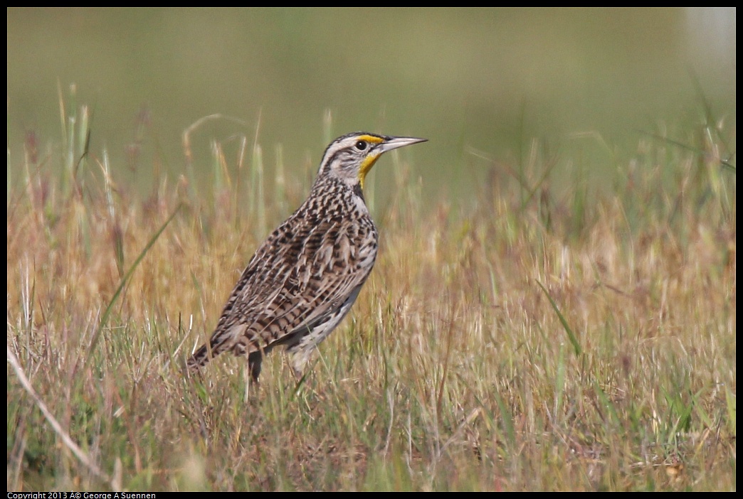 0222-094605-01.jpg - Western Meadowlark