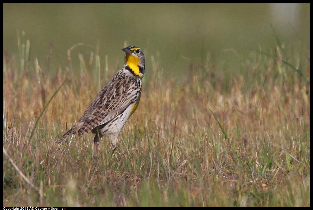 0222-094611-02.jpg - Western Meadowlark