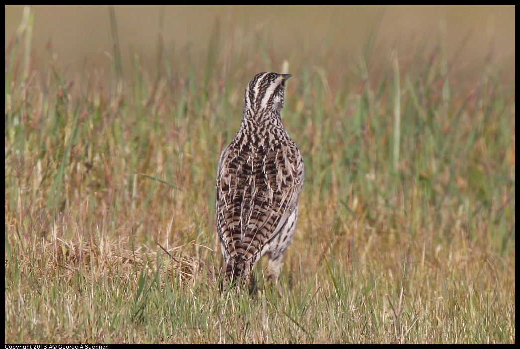 0222-094646-01.jpg - Western Meadowlark