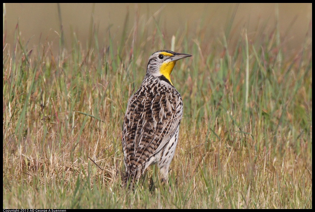 0222-094647-02.jpg - Western Meadowlark