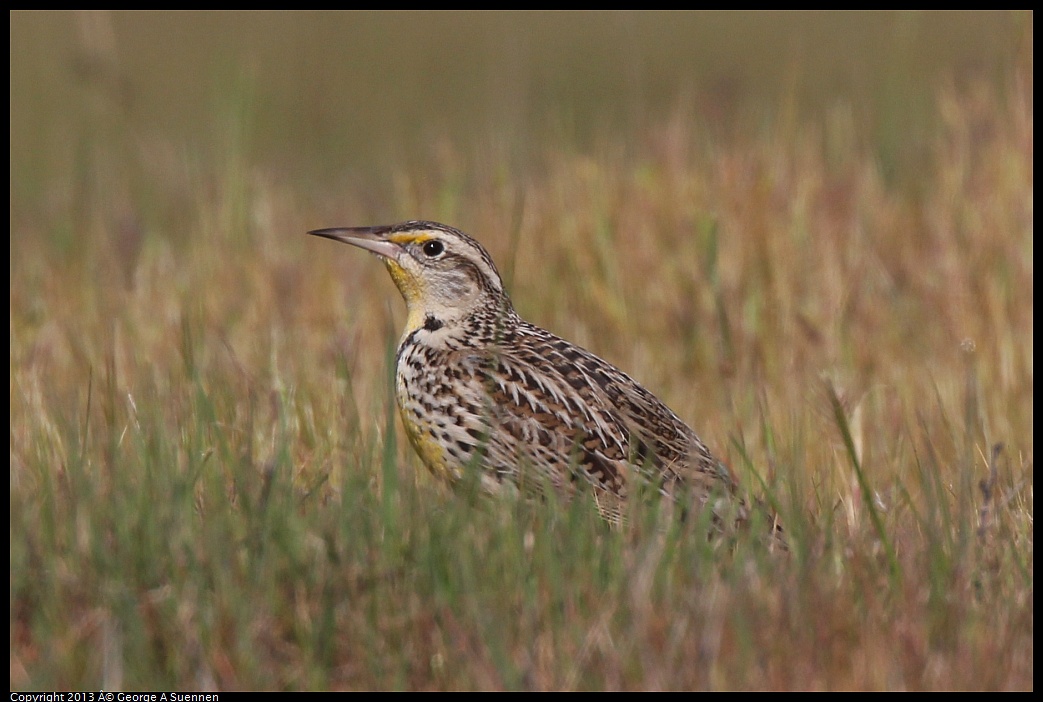 0222-094705-01.jpg - Western Meadowlark