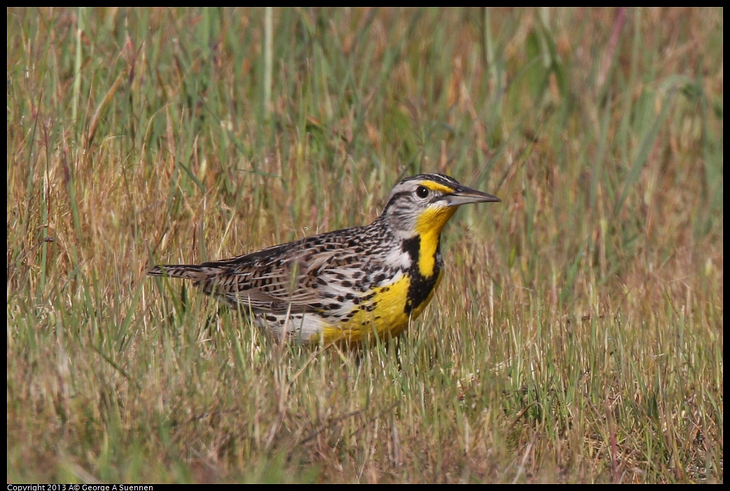 0222-094733-02.jpg - Western Meadowlark