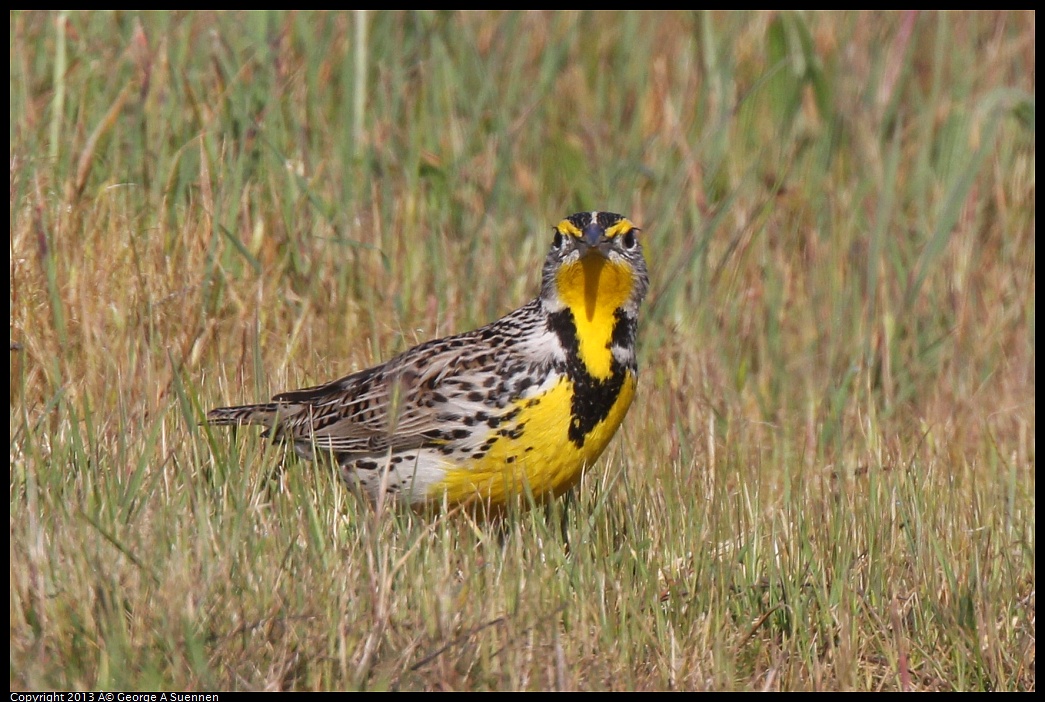 0222-094733-04.jpg - Western Meadowlark