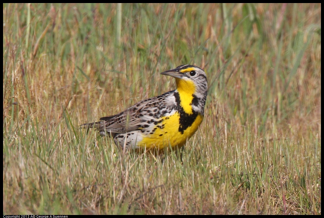 0222-094734-01.jpg - Western Meadowlark