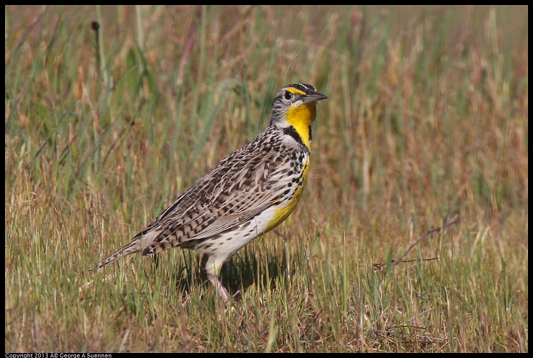 0222-094745-03.jpg - Western Meadowlark