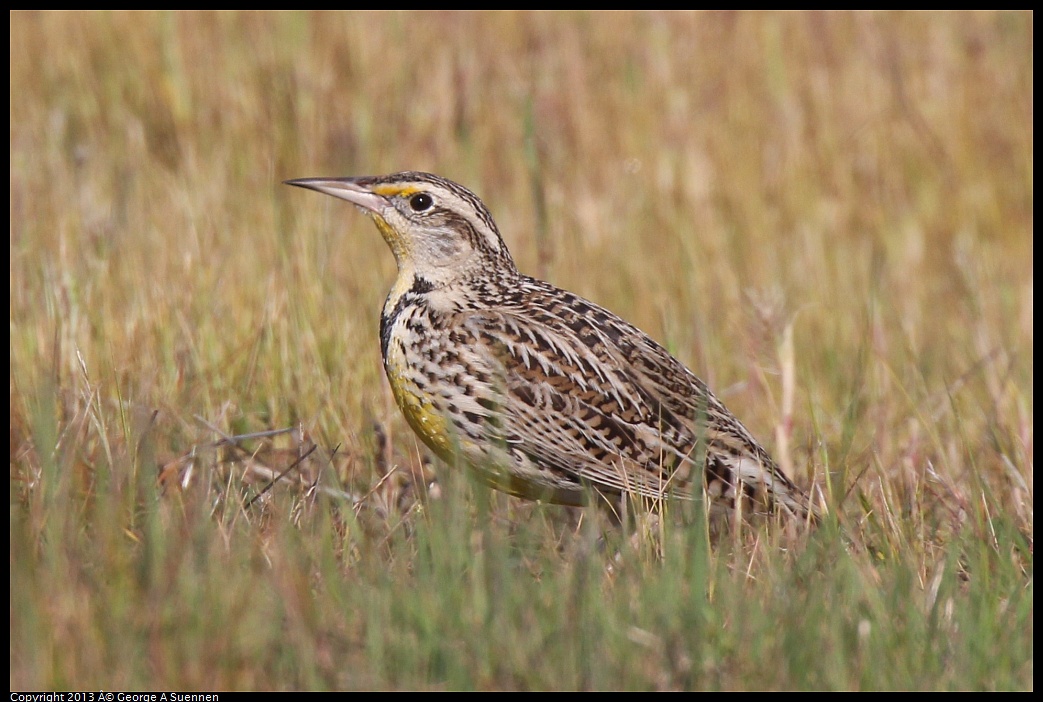 0222-094806-02.jpg - Western Meadowlark