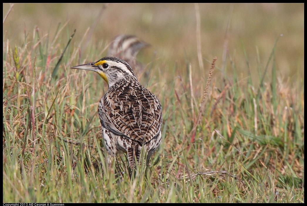 0222-094812-02.jpg - Western Meadowlark