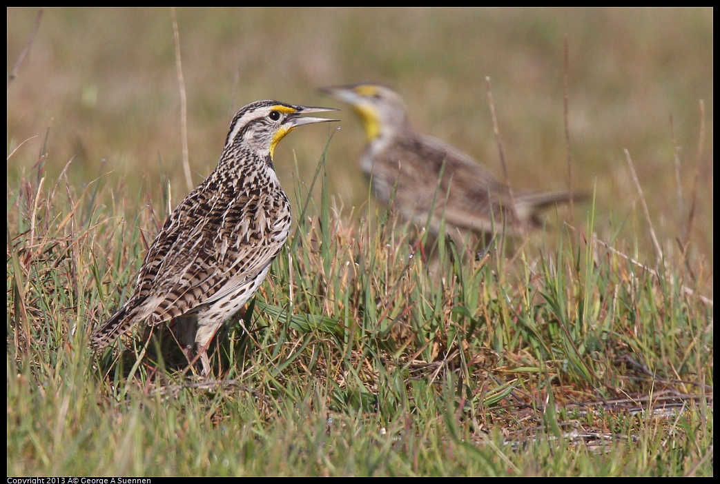 0222-094818-01.jpg - Western Meadowlark