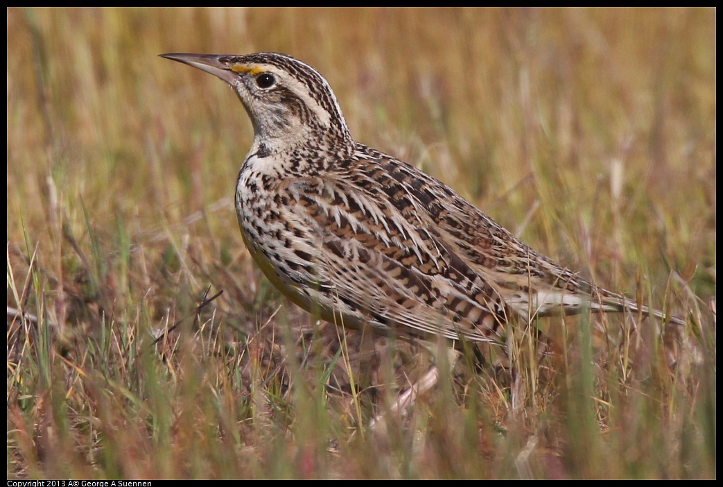 0222-094852-02.jpg - Western Meadowlark