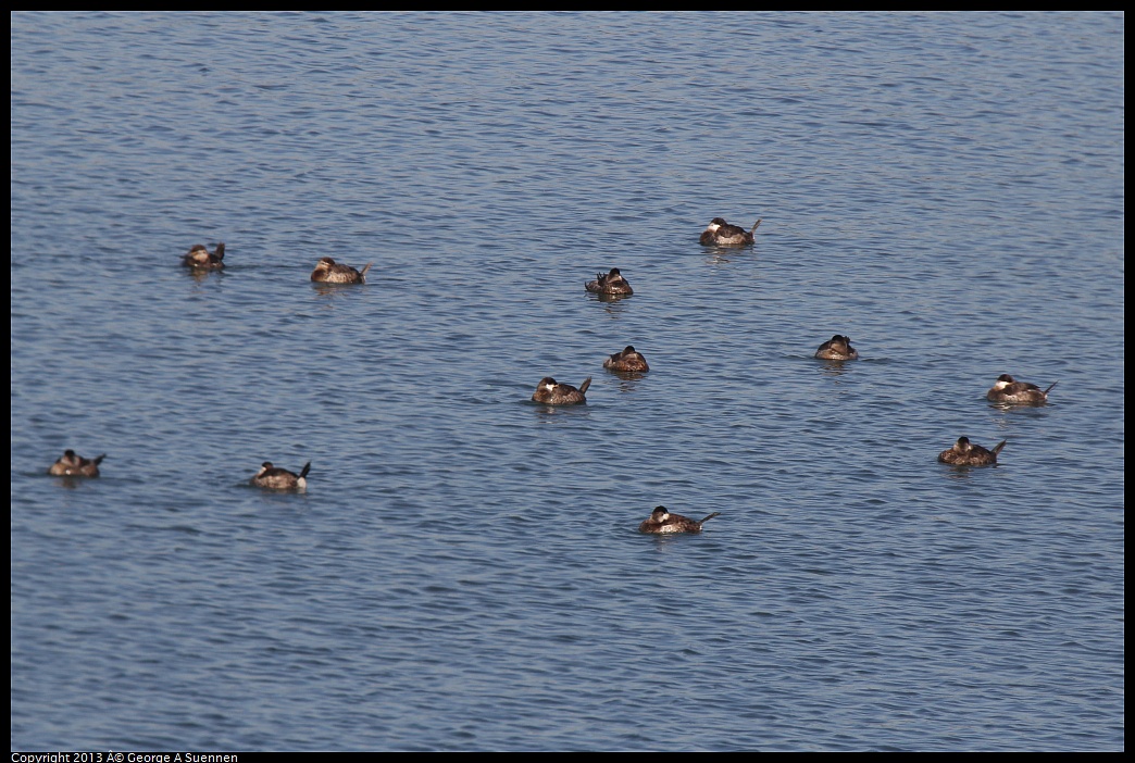 0222-095223-01.jpg - Ruddy Ducks