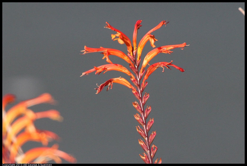 0222-095256-03.jpg - Flower