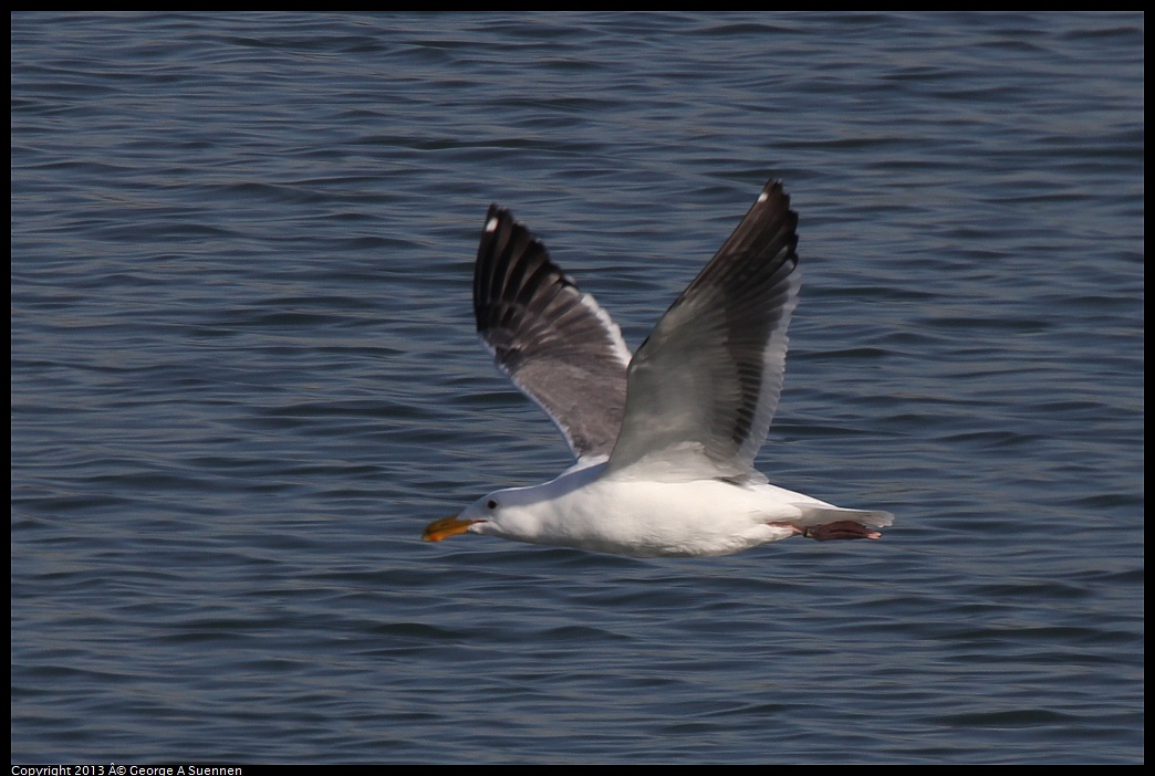 0222-095438-01.jpg - California Gull