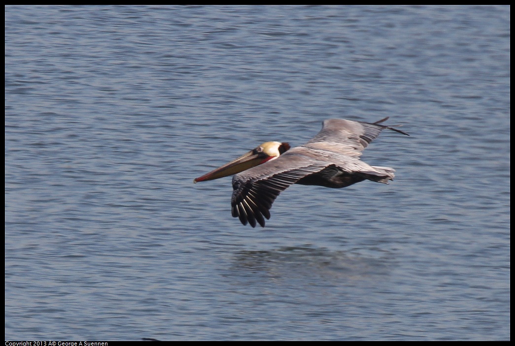 0222-100157-02.jpg - Brown Pelican