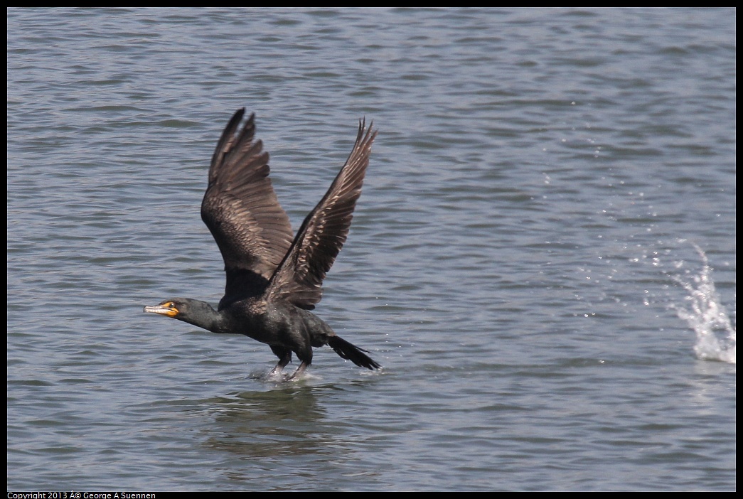 0222-100211-03.jpg - Double-crested Cormorants