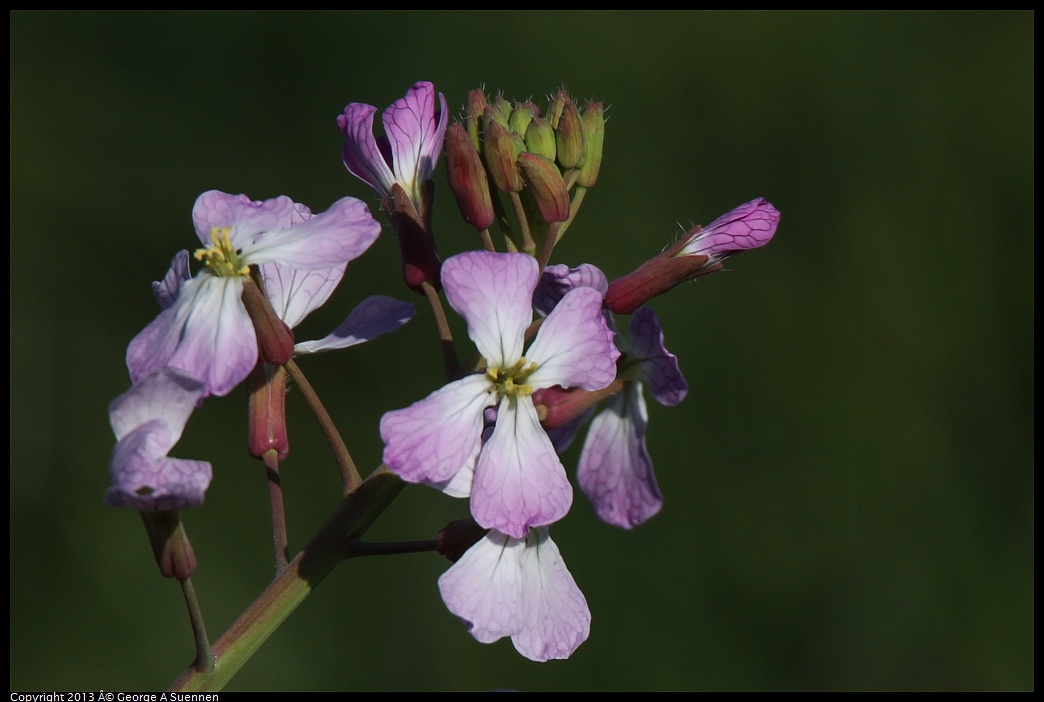 0222-100418-02.jpg - Wildflower