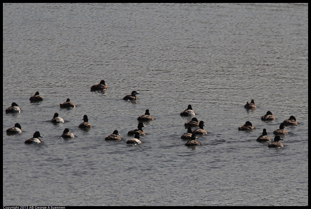 0222-100552-01.jpg - Lesser Scaup