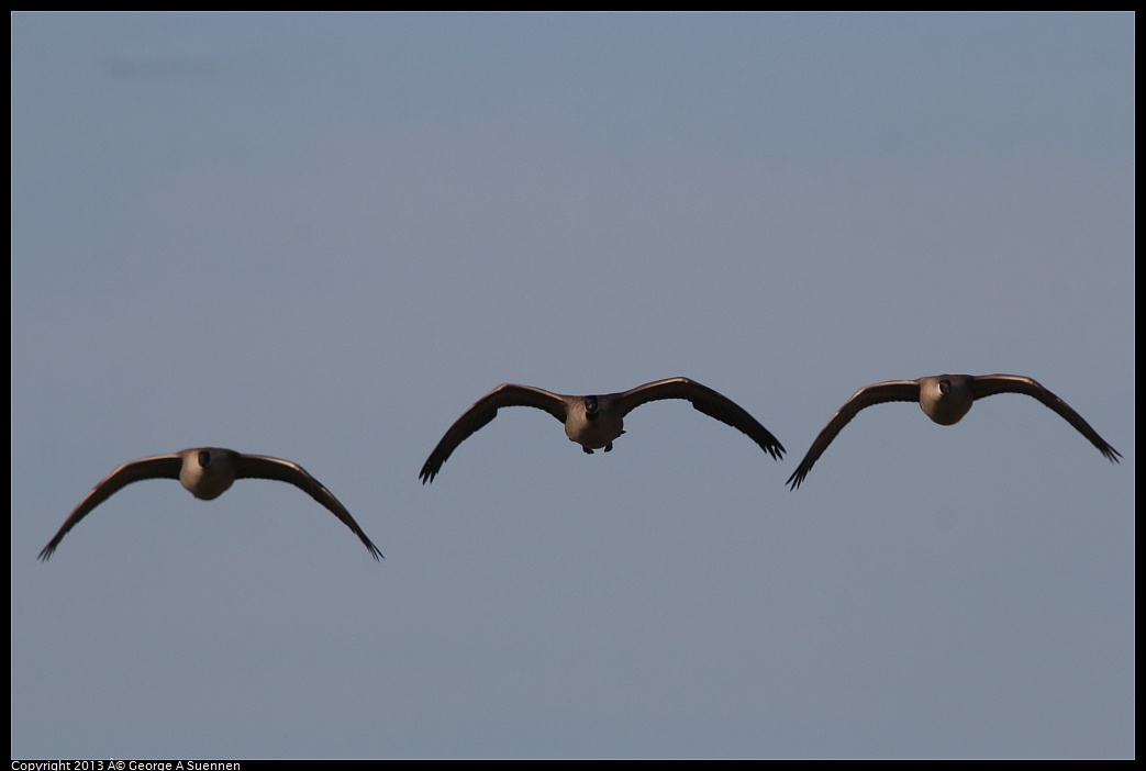 0222-100648-02.jpg - Canada Goose