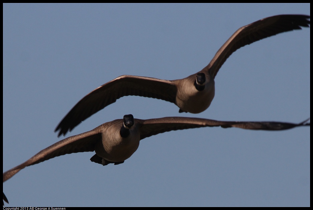 0222-100652-01.jpg - Canada Goose