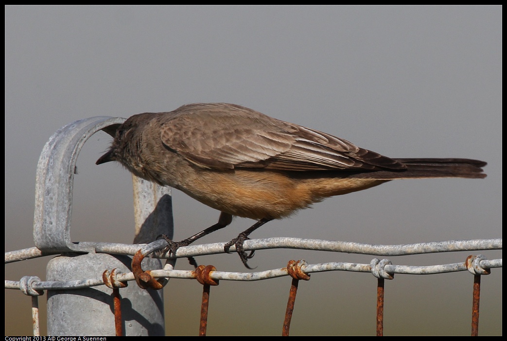 0222-100955-01.jpg - Say's Phoebe