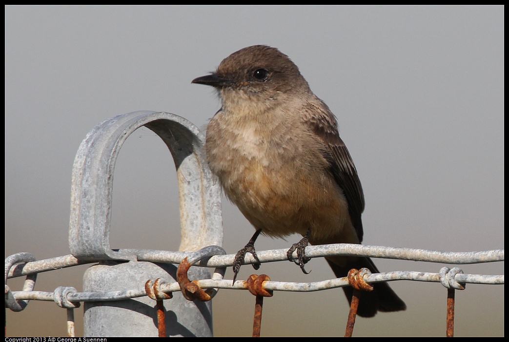 0222-100959-01.jpg - Say's Phoebe