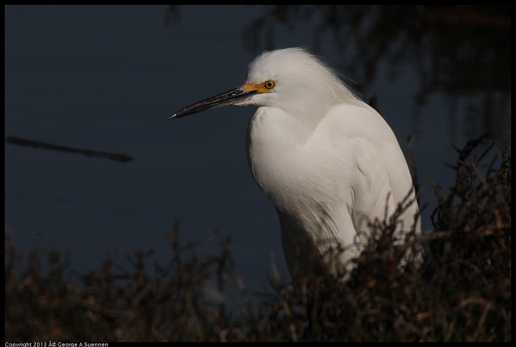 0222-101604-02.jpg - Snowy Egret