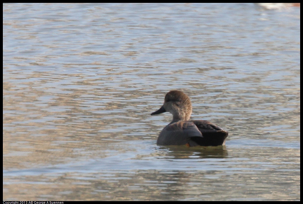 0222-101625-01.jpg - Gadwall