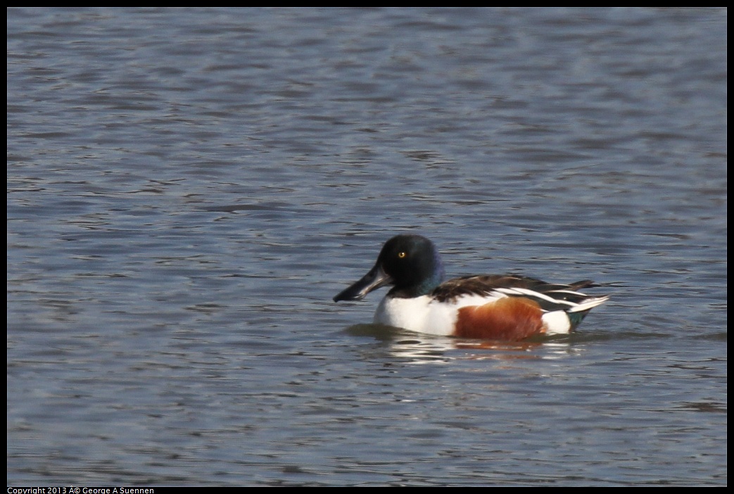 0222-101635-01.jpg - Northern Shoveler