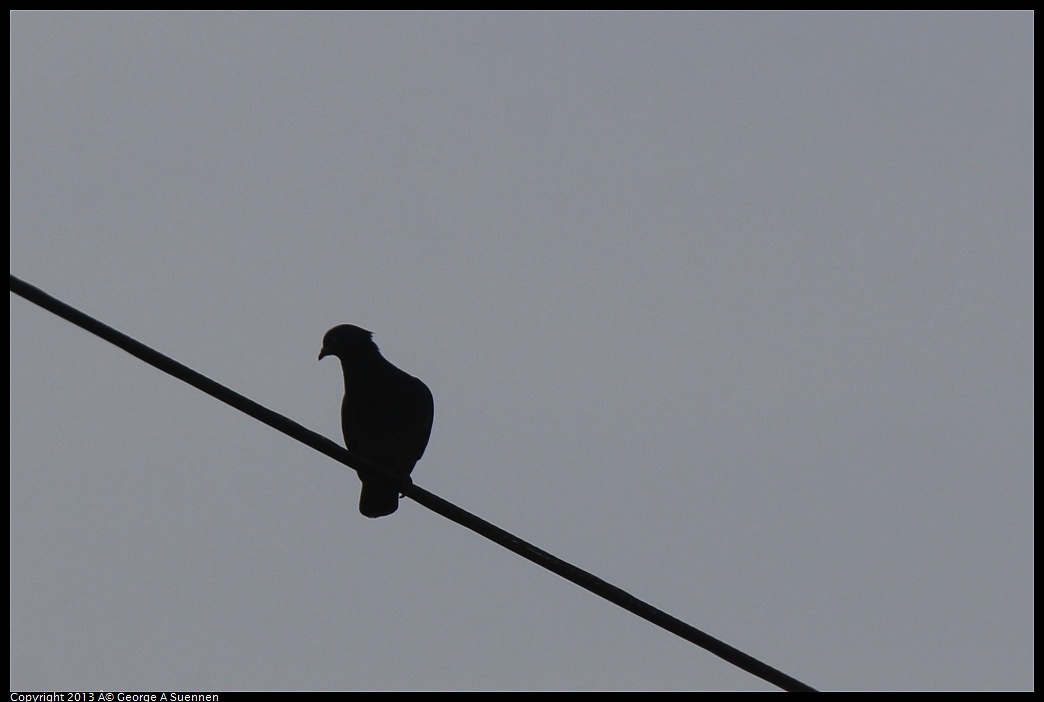 0222-101807-02.jpg - Mourning Dove