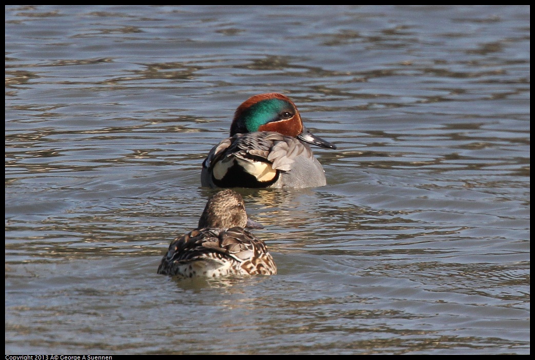 0222-101917-01.jpg - Green-winged Teal