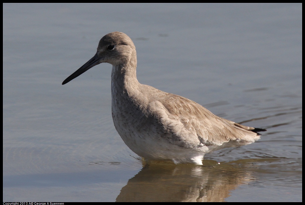 0222-102200-01.jpg - Willet