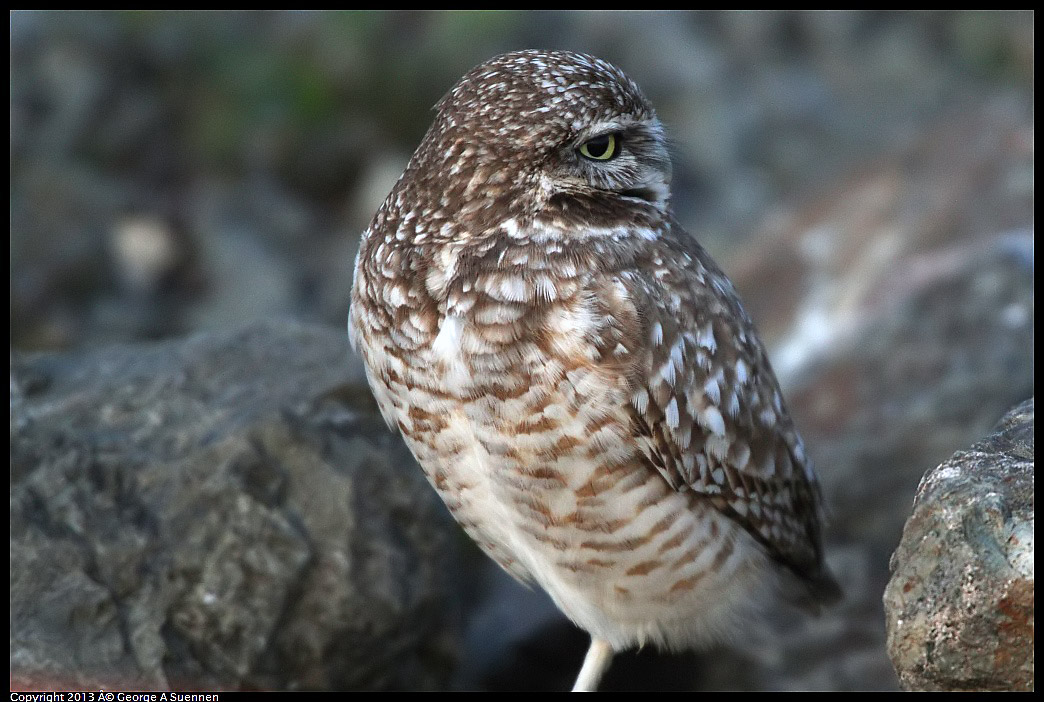 0223-174858-03.jpg - Burrowing Owl