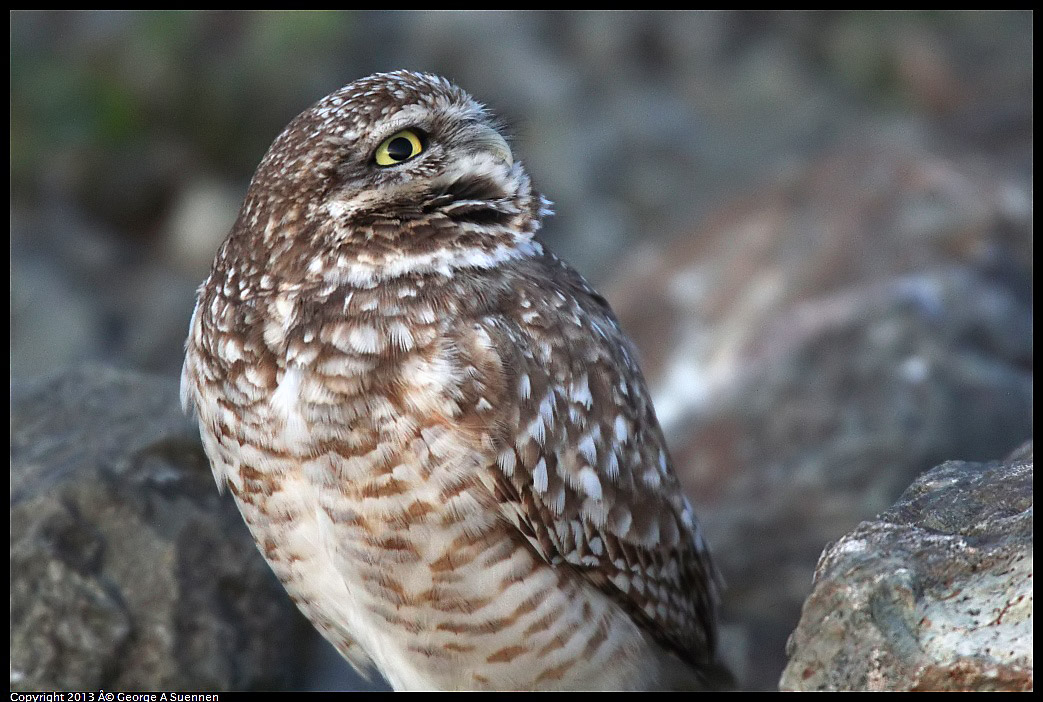 0223-174910-02.jpg - Burrowing Owl