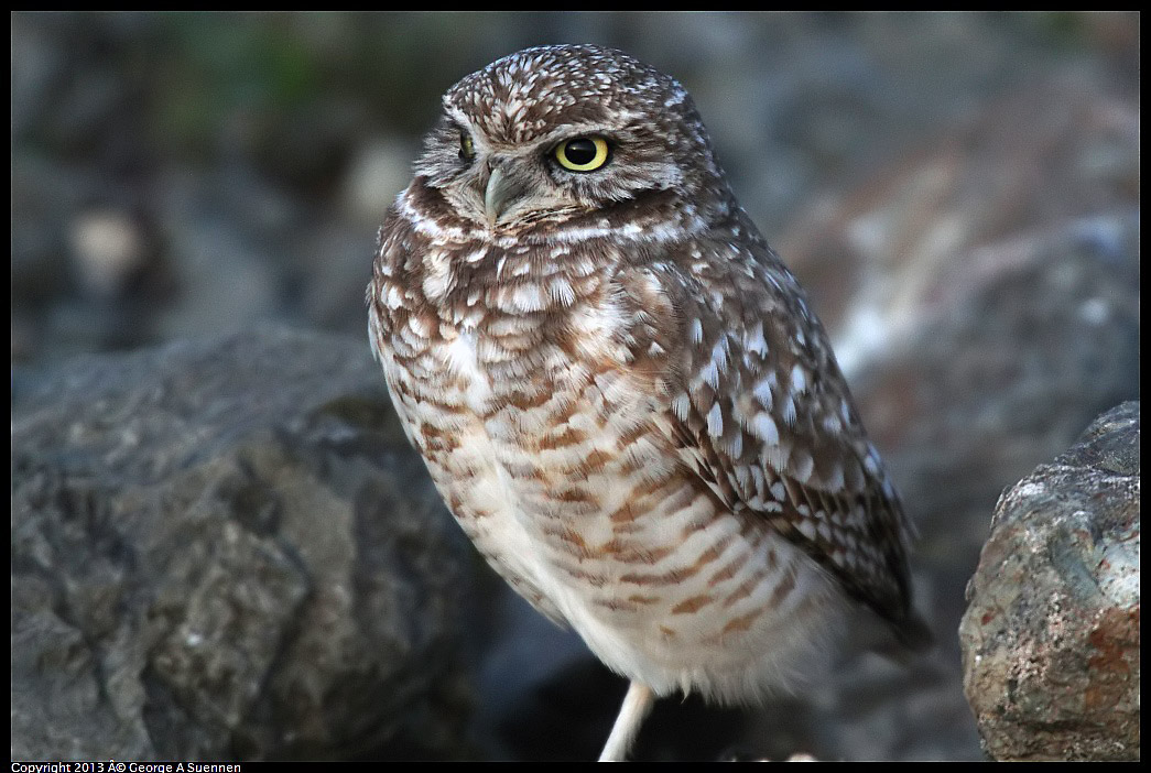 0223-174913-01.jpg - Burrowing Owl