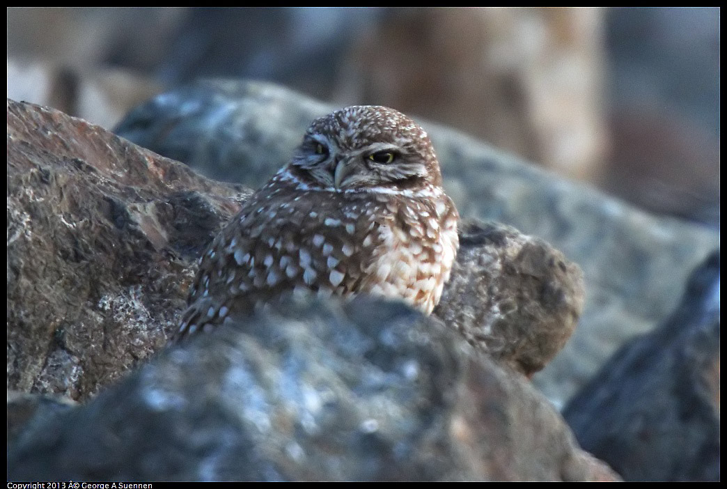 0223-175236-02.jpg - Burrowing Owl