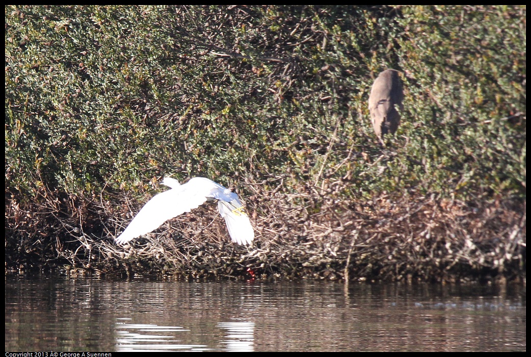 0226-082412-03.jpg - Snowy Egret and Black-Crowned Night Heron