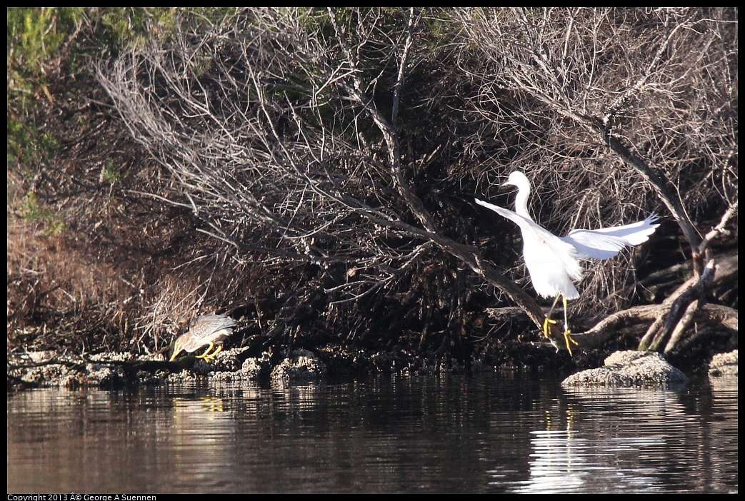 0226-082543-01.jpg - Snowy Egret and Green Heron