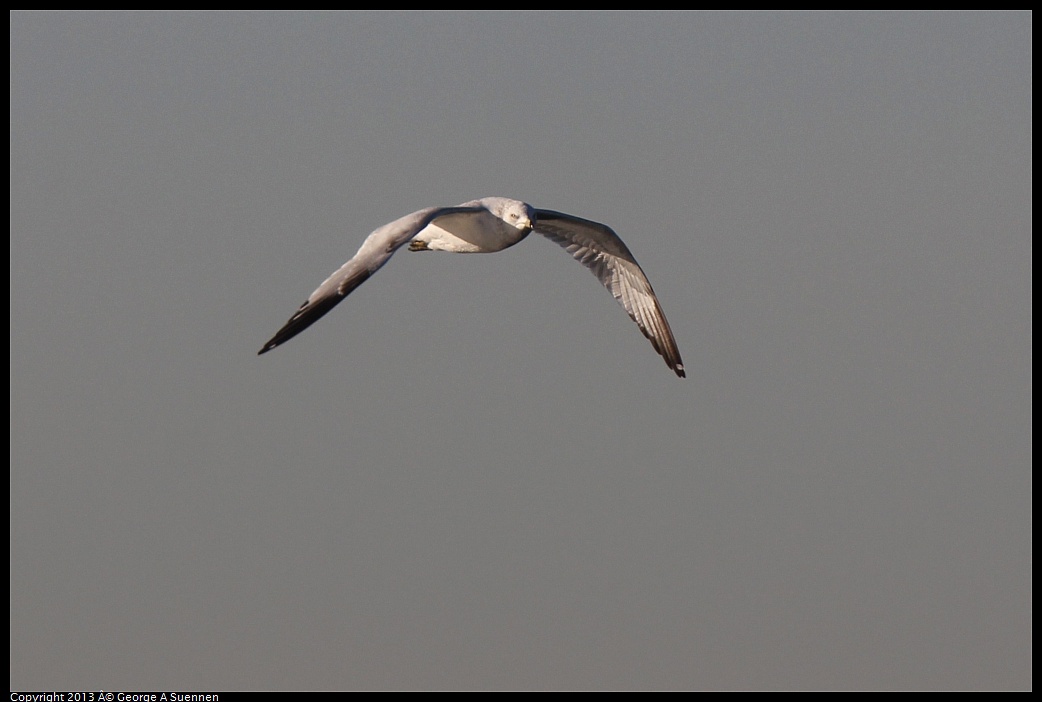 0226-082617-02.jpg - Ringed-bill Gull