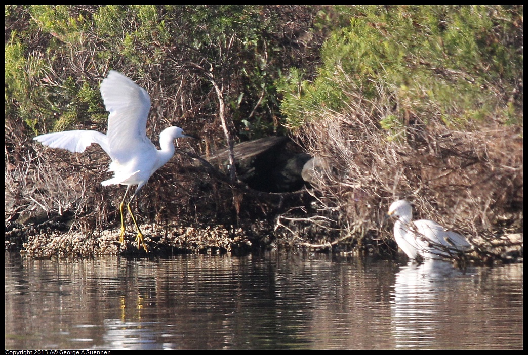 0226-082643-01.jpg - Snowy Egret