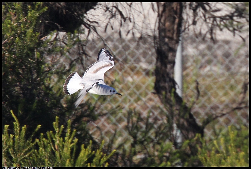 0226-082721-02.jpg - Bonaparte's Gull