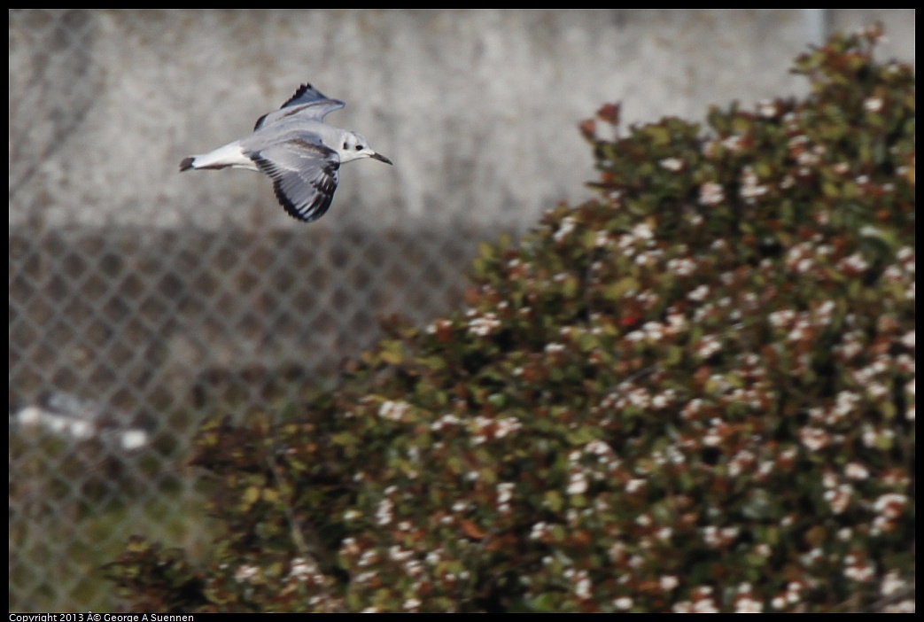 0226-082726-04.jpg - Bonaparte's Gull