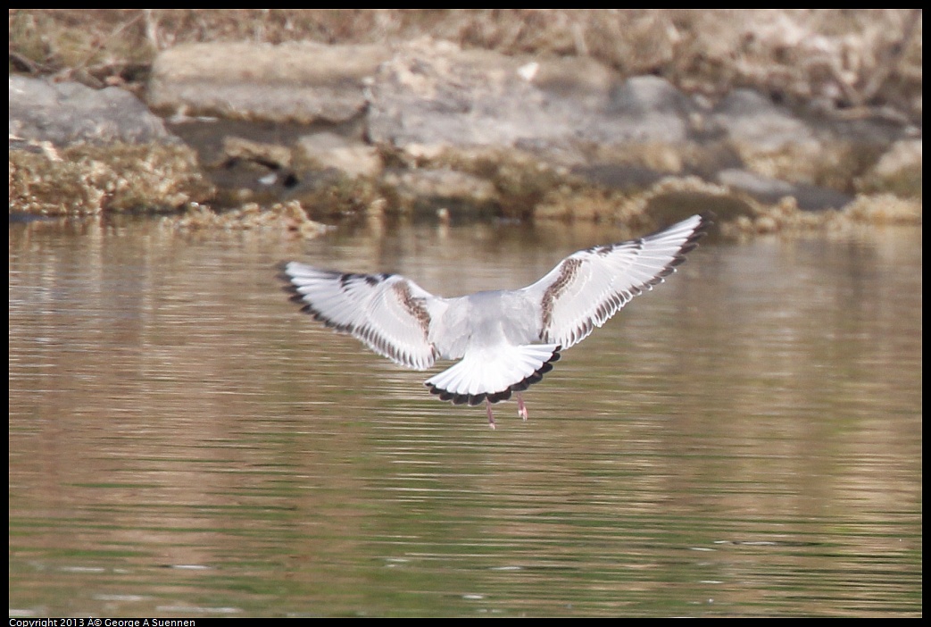 0226-082858-02.jpg - Bonaparte's Gull