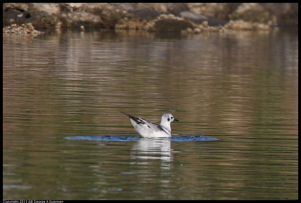 0226-082859-03.jpg - Bonaparte's Gull