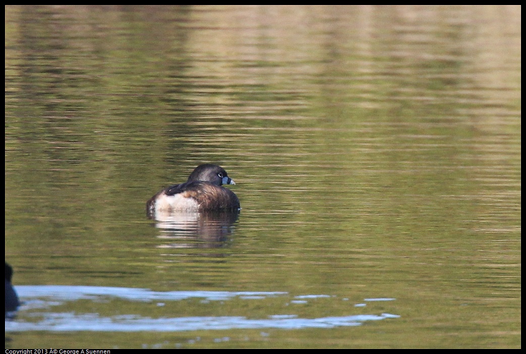 0226-083007-01.jpg - Pied-billed Grebe