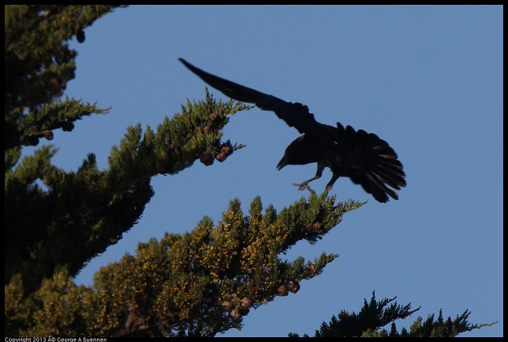 0226-083146-04.jpg - American Crow