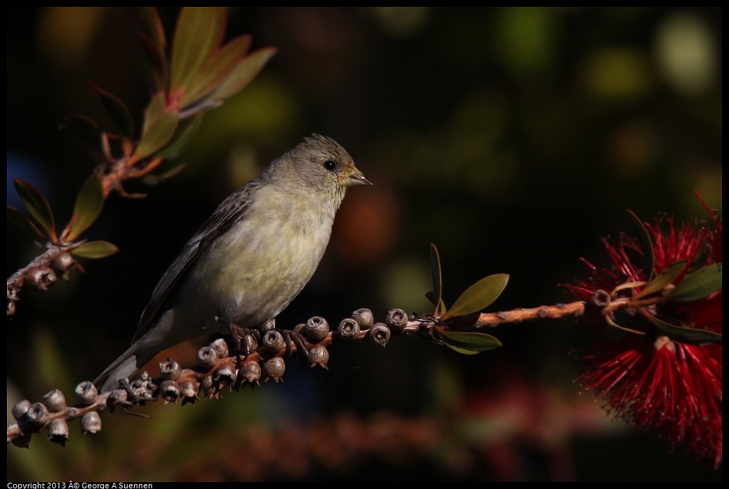 0226-083501-01.jpg - Lesser Goldfinch