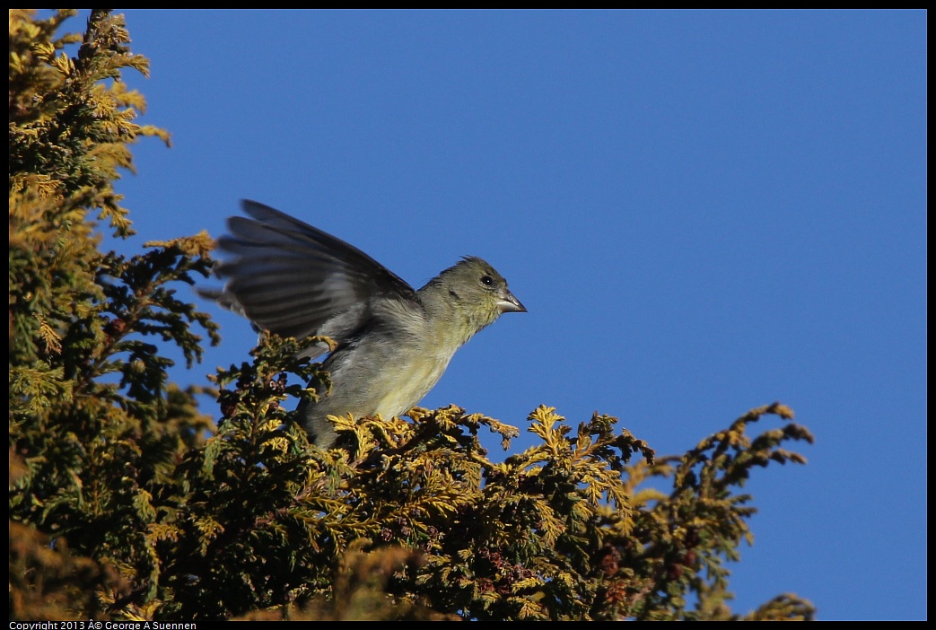 0226-083542-02.jpg - Lesser Goldfinch