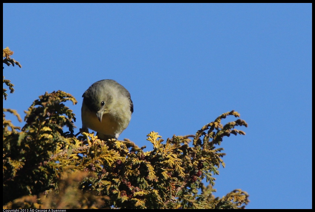 0226-083550-01.jpg - Lesser Goldfinch