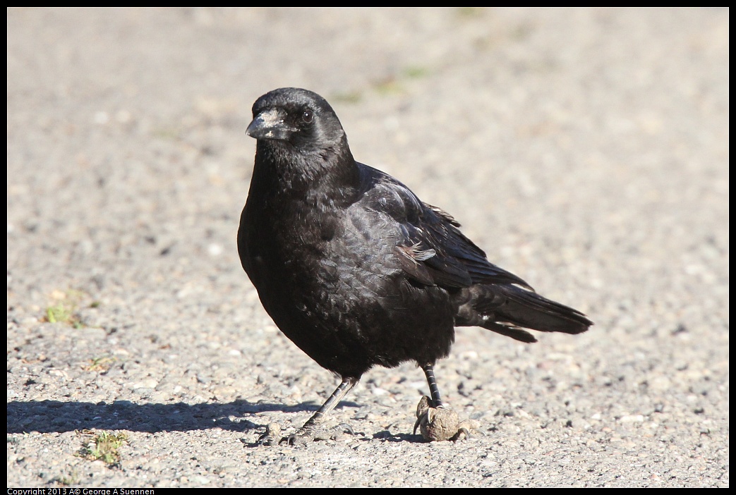 0226-083649-03.jpg - American Crow