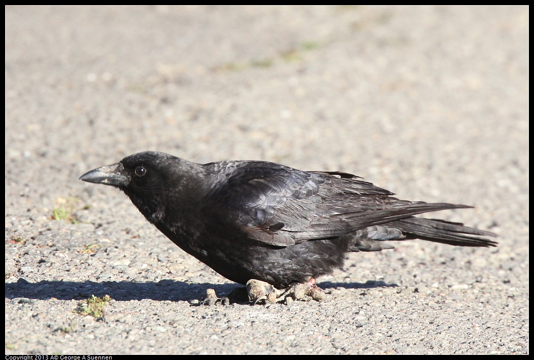 0226-083650-03.jpg - American Crow